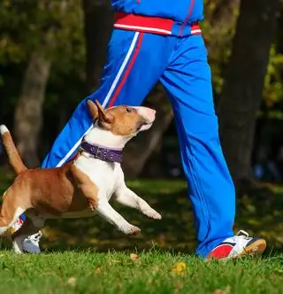 Устали бегать в одиночку? Пусть ваша собака будет вашим партнером по дрессировке