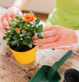 Вы даже можете выращивать ползучие розы на балконе