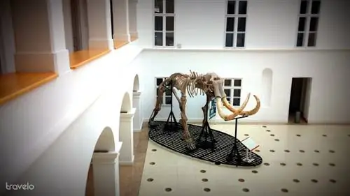 Дьёндьёшский мамонт Дьёндьёшский мамонт