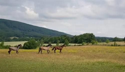 красивое яблоко фб 3