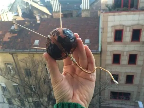 Вырастить дерево из семян авокадо? Мы попробовали