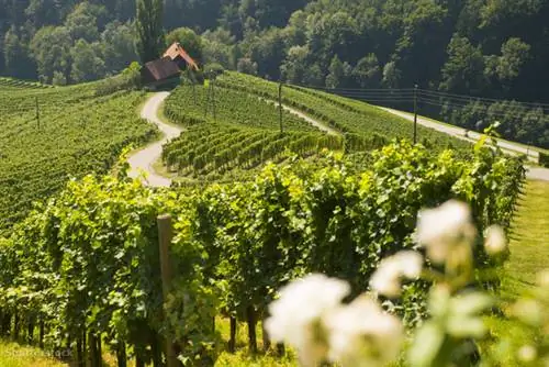 Виноградники возле Марибора