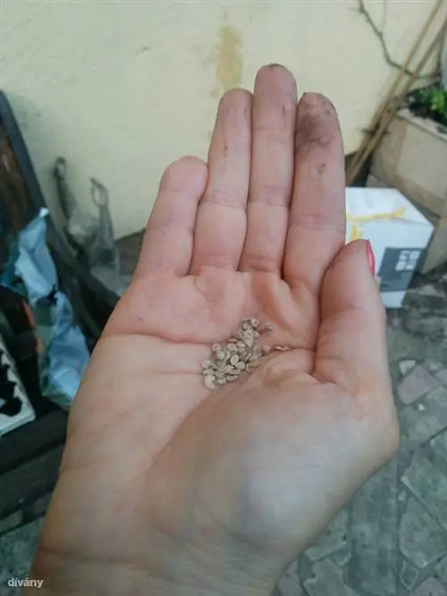Это то, что я делаю Это то, что я делаю