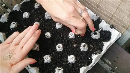 Приключения начинающего садовода