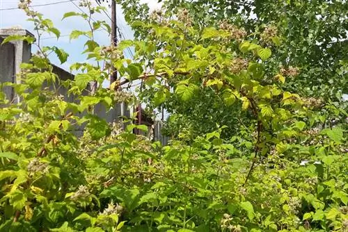Малиновые джунгли у основания забора Малиновые джунгли у основания забора