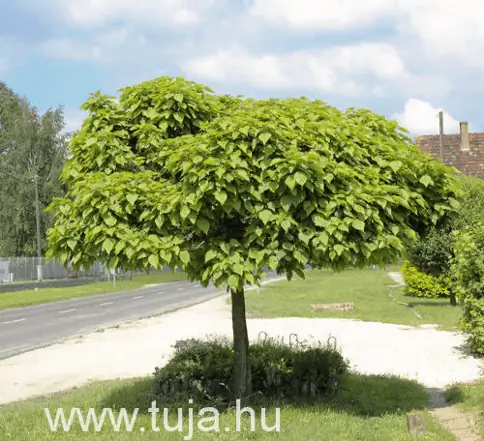 Изображение: tuja.hu