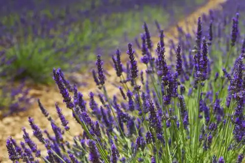 жалюзи 147531047