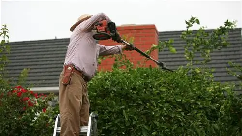 Что можно сделать с лысой изгородью?