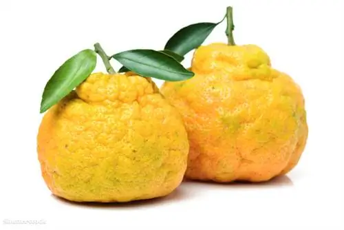 жалюзи 458308411