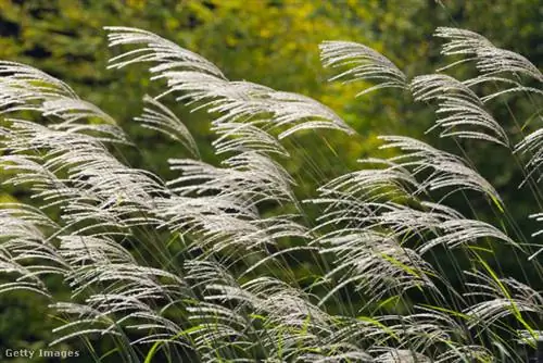 GettyImages-517651599