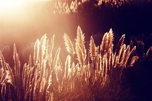 Элегантная пампасная трава для каждого сада