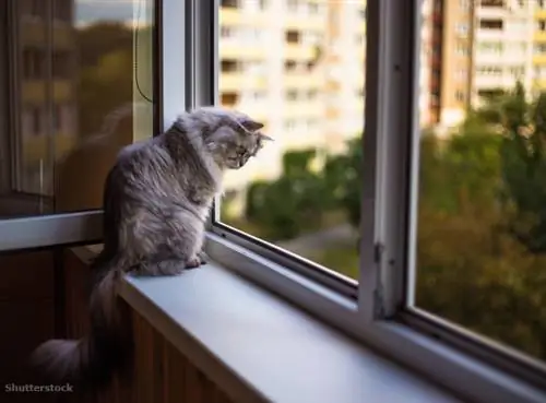 жалюзи 212702716