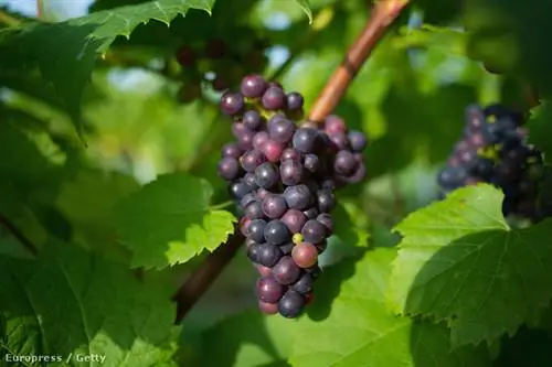 GettyImages-182978896