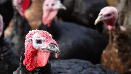 Стоит ли бояться птичьего гриппа?