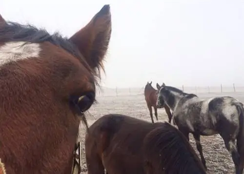 Любопытные лошади держат перед нами зеркало