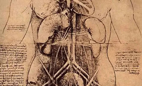 Врачи «открывают» орган, который уже был обнаружен да Винчи