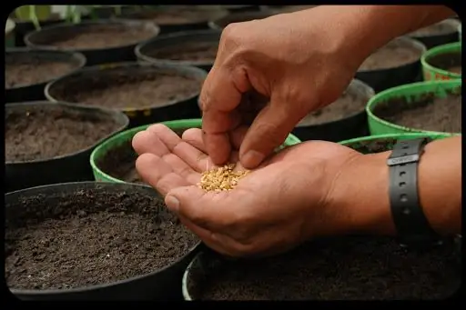 Рука отца в саду