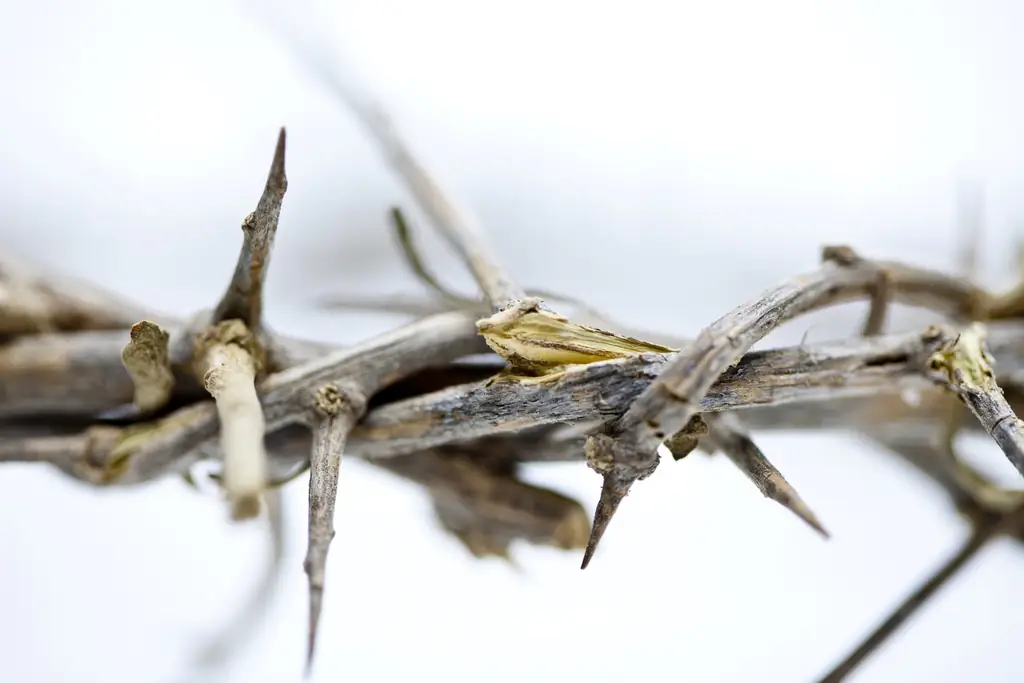 Нужен ли нам еще один Великий пост?