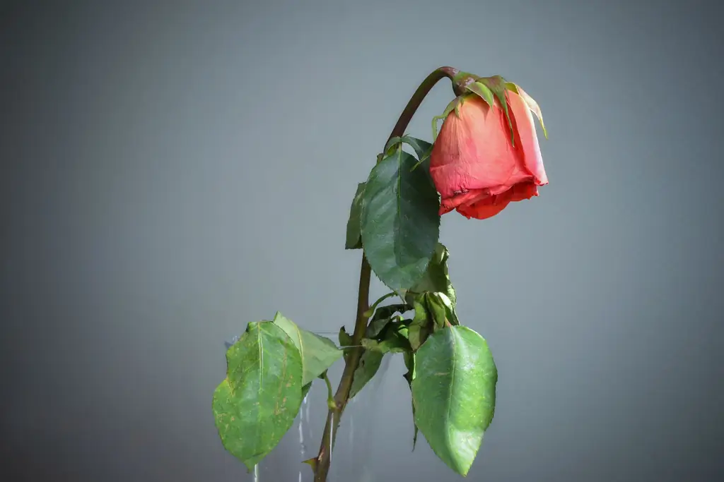 Радость потеряна, но никогда не украдена