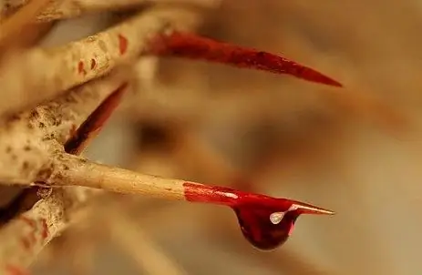 В эту последнюю неделю июля обратите свой взор на Драгоценную Кровь Христа