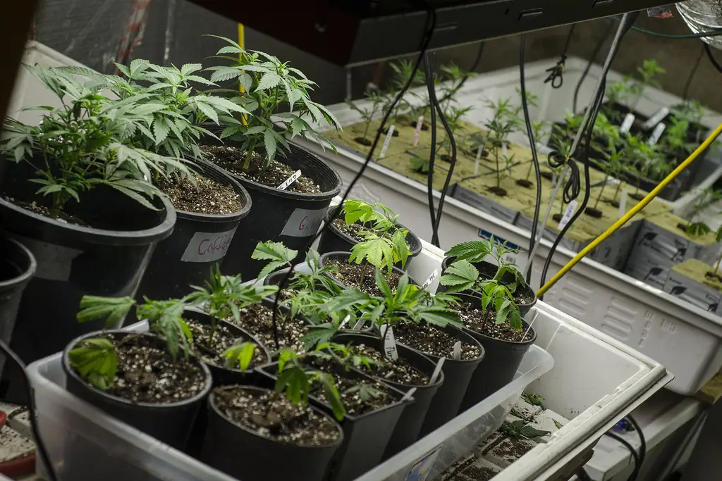 Епископы из Колумбии и Филиппин выражают поддержку медицинской марихуане