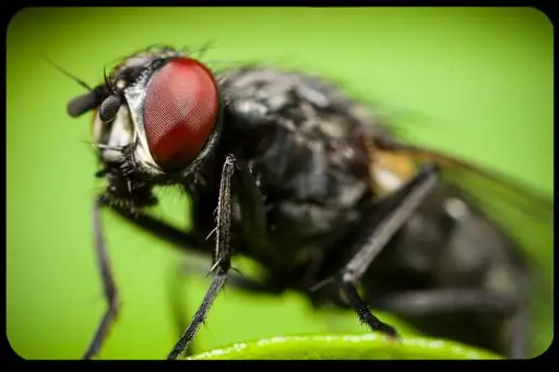 Старушка, проглотившая муху