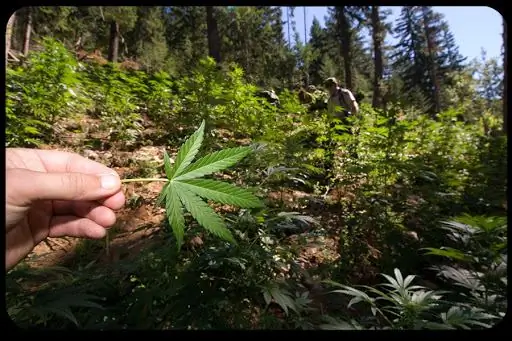 Большой табак переходит на большую марихуану