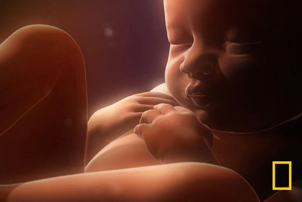 Пересмотрите прекрасную науку о жизни 'In the Womb'
