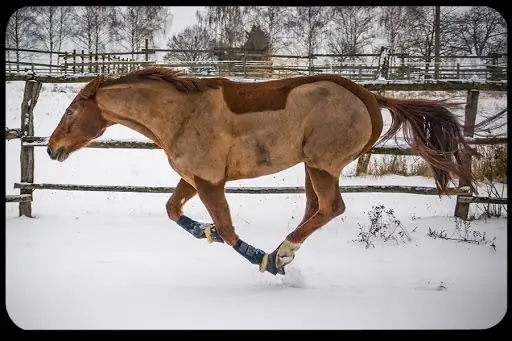 Веру видя: Мученичество и нетленные тела святых
