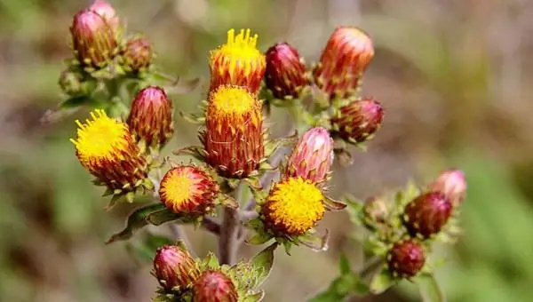 Spikenard_don_macauley_cc