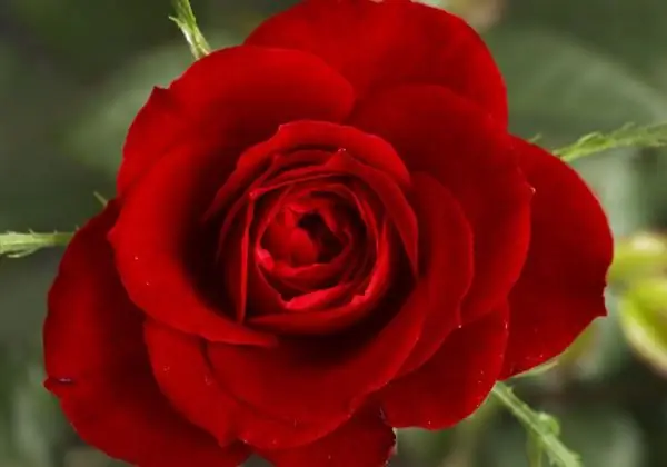 роза общественное достояние