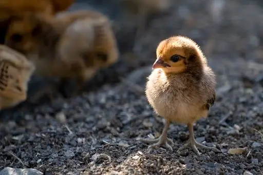 И эти дары твои