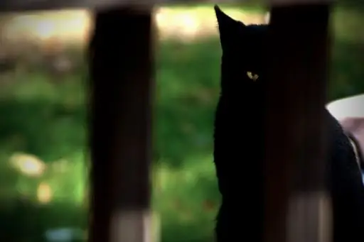 Пятница 13-е и величайшее суеверие из всех