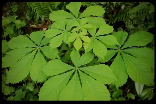 Евхаристия и американский каштан