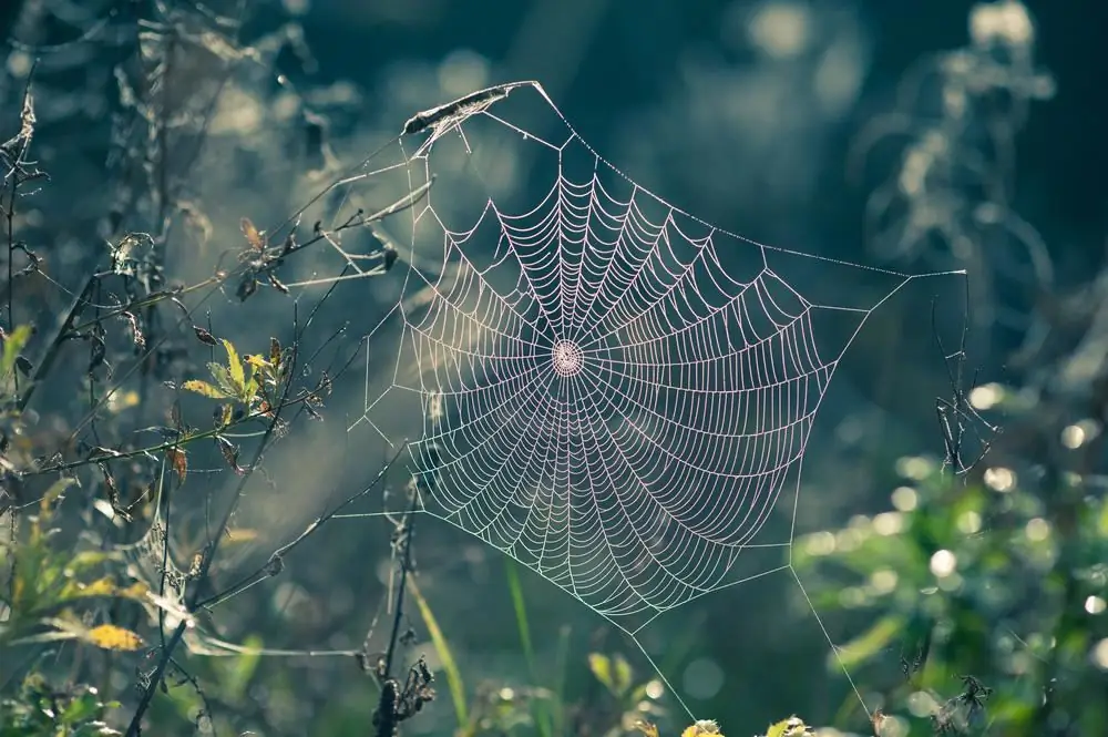 Священник делится мудростью, найденной в паутине Spider's