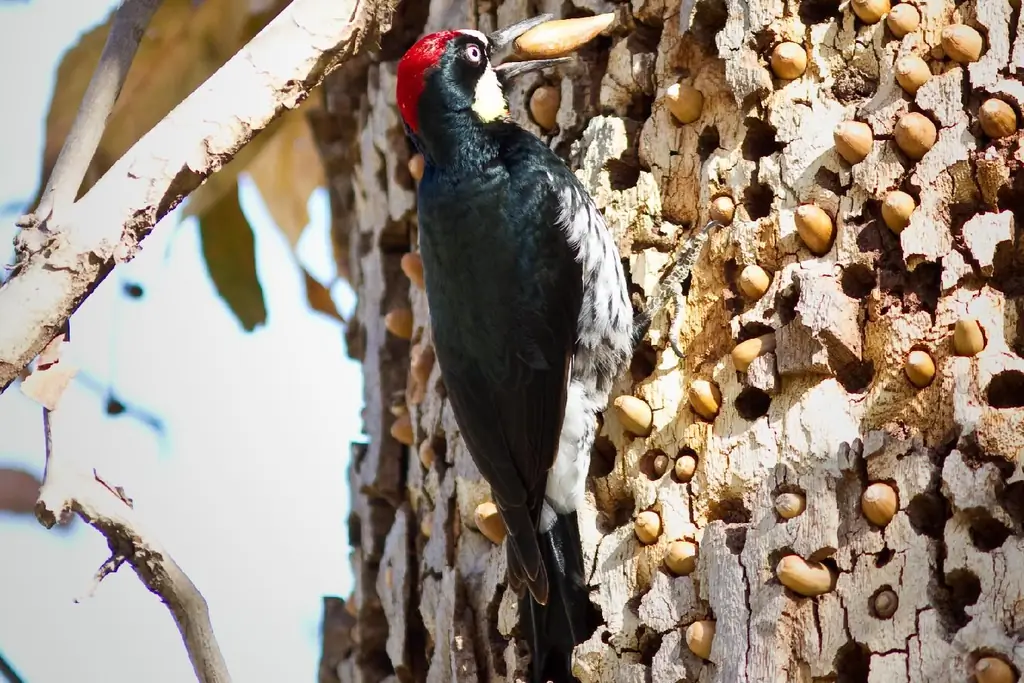 Это «маточный год» человечества, время изобилия благодати