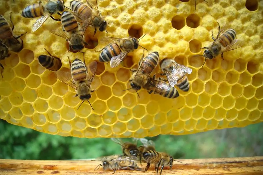 эмма-джейн-хогбин-вестби-cc