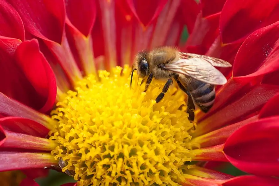 Онни Карр CC