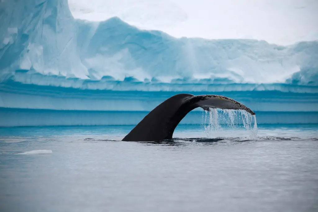 Не надевайте пальто, если собираетесь на мессу в Антарктиде'