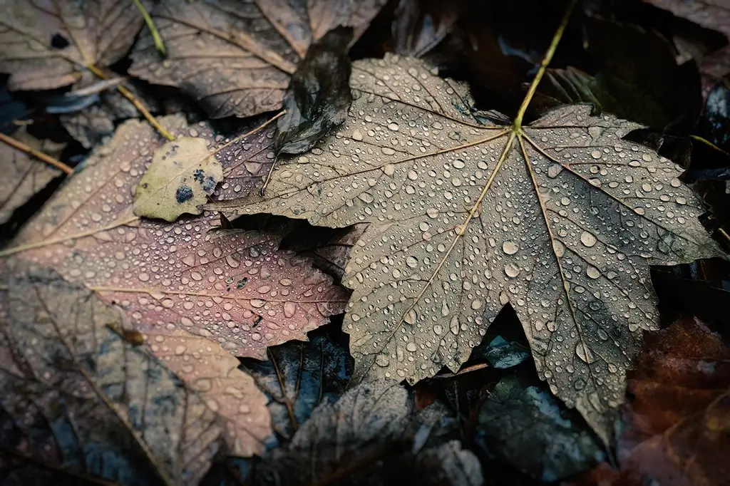 Четыре последние вещи