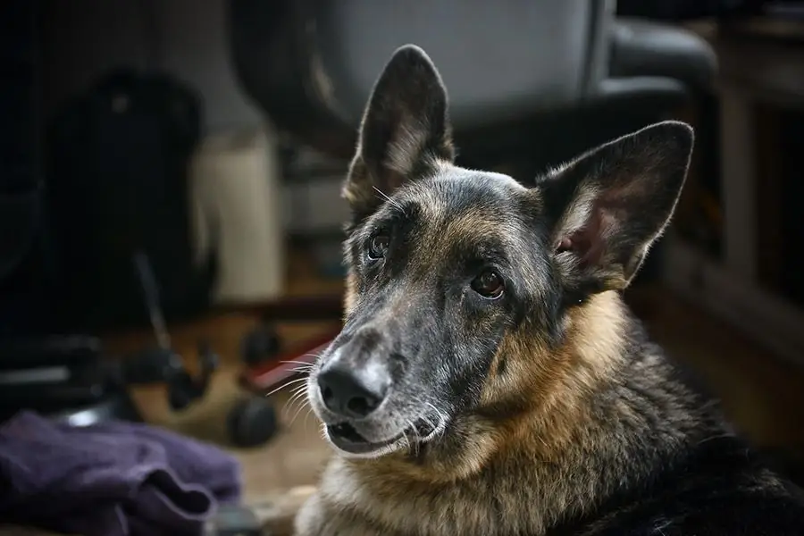 ВЕБ-БЕАТРИС-Майкл-Бруно