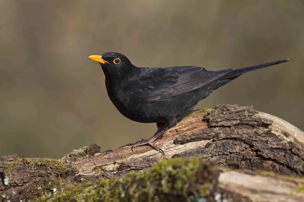 BLACKBIRD, ХРИСТИАНСКИЙ СИМВОЛИЗМ