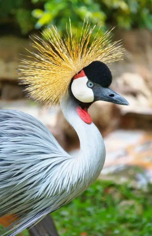 ЖУРАВЛЬ, ХРИСТИАНСКИЙ СИМВОЛИЗМ