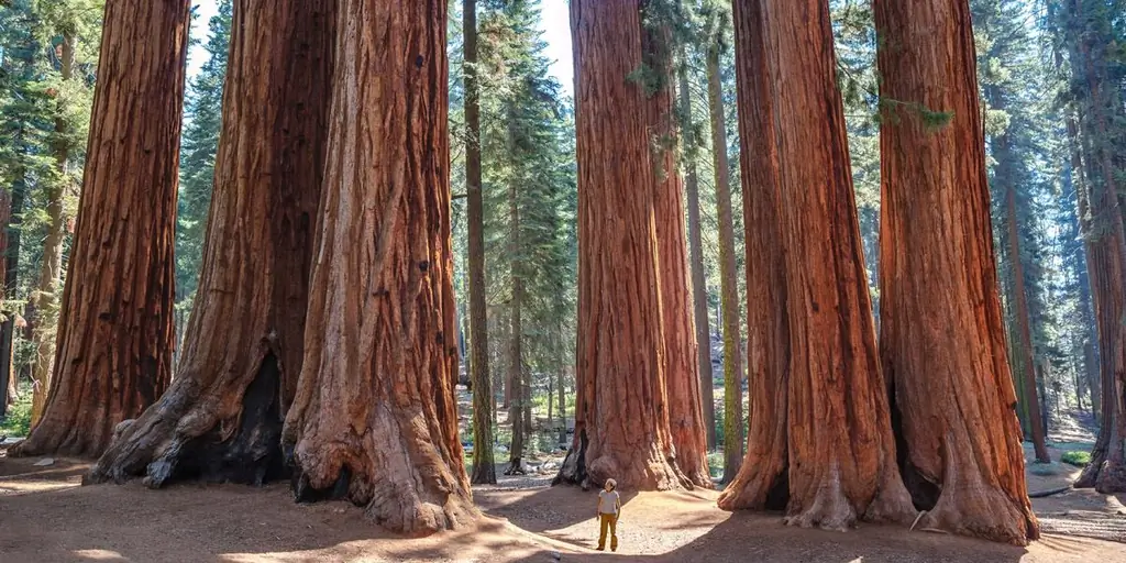 РЕДВУД, ФОРЕСТ, КАЛИФОРНИЯ