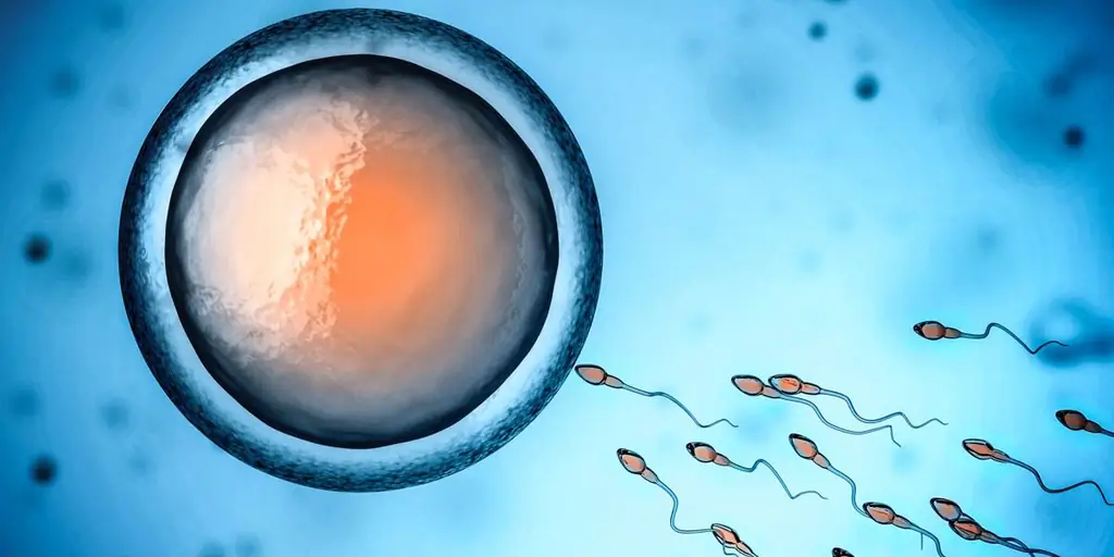 HHS признает, что жизнь начинается с зачатия