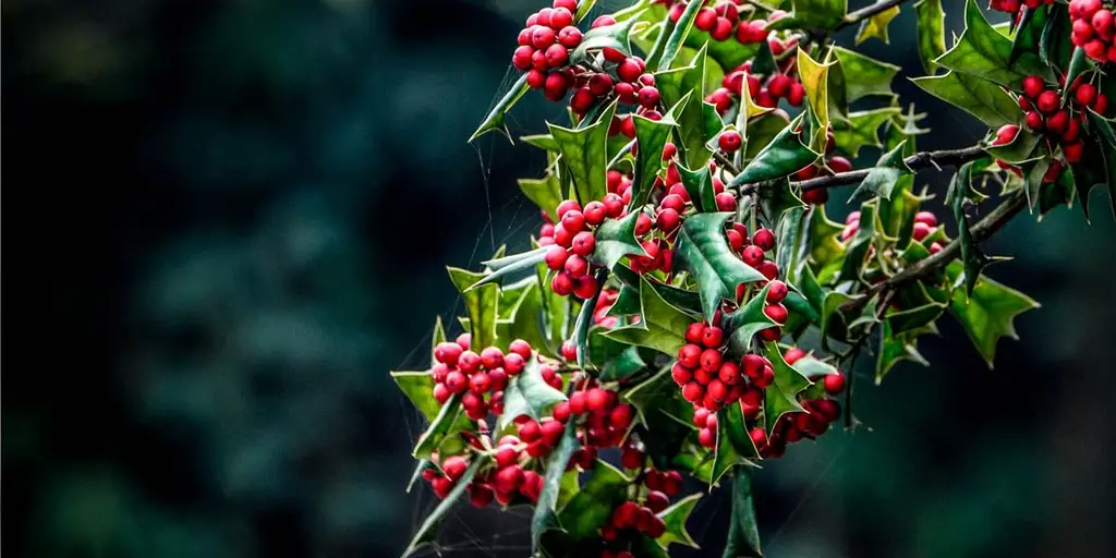 Почему падуб ассоциируется с Рождеством?