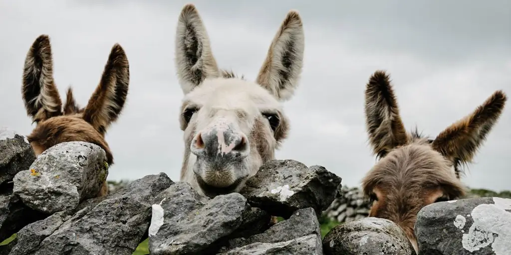 Пусть «Молитва ослика», написанная для детей, задаст тон на Новый год