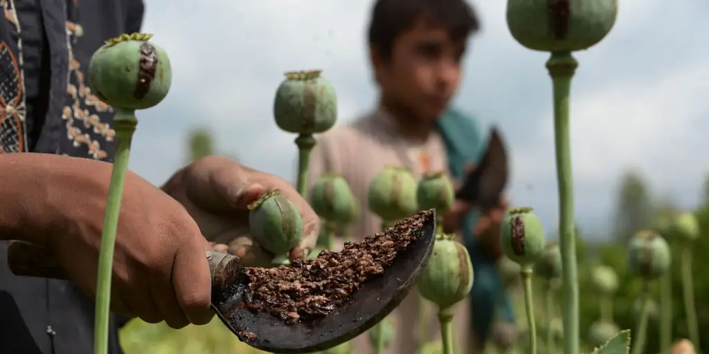 ООН бьет тревогу: Рекордное производство опиума и кокаина