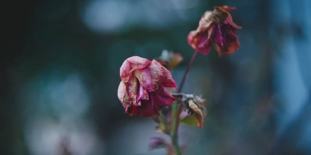 Погрязнуть в темной стороне любви