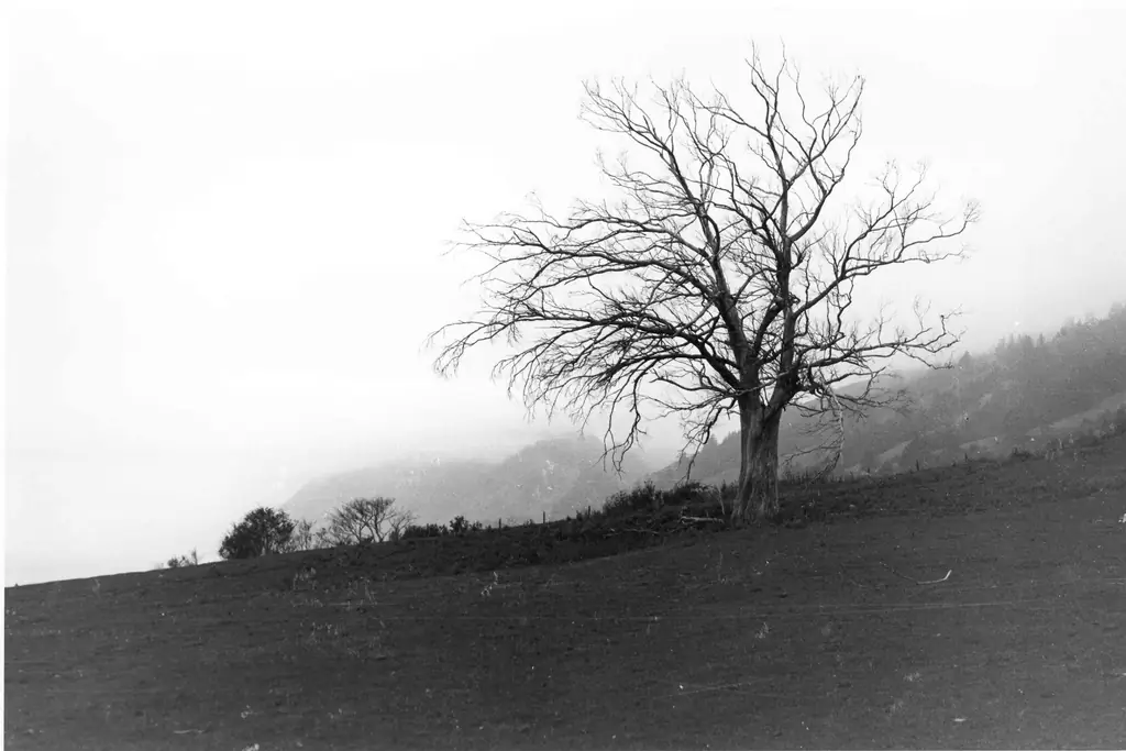 ТОМАС МЕРТОН, ФОТОГРАФ